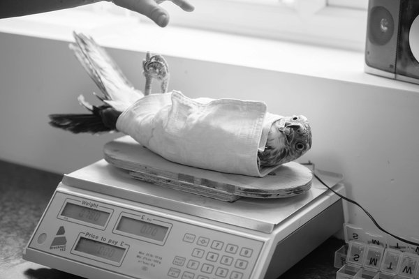 Argent colloïdal pour chat : soins naturels et efficaces