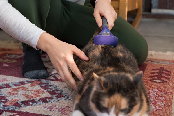 Brosse carde : le guide essentiel pour des poils impeccables