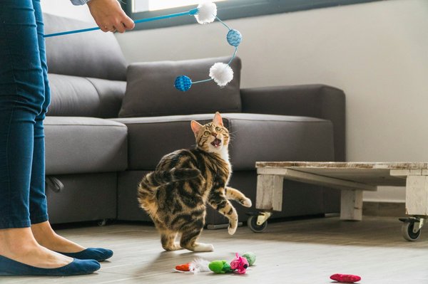 Des jouets pour chat qui raviront votre compagnon félin