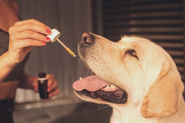 Les avantages d'un calculateur de dosage de chanvre pour chiens