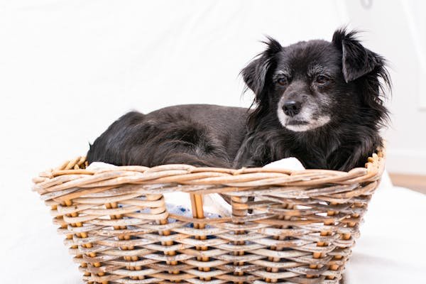 Choisir le panier idéal pour le confort quotidien de votre chien